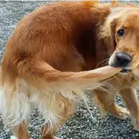 Поведение собаки. Физиологические основы поведения