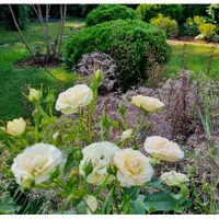 Розы в неприхотивлом саду