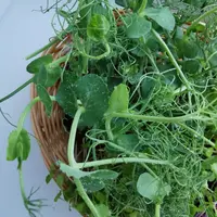 Магия микрозелени