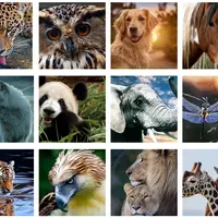 Животные. Фото-реализм