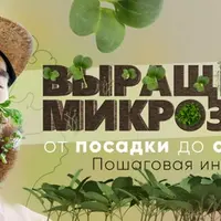 Домашняя микрозелень