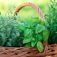 Как растения могут помочь при панике и стрессе