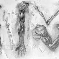 Рисуем человека. Предплечье