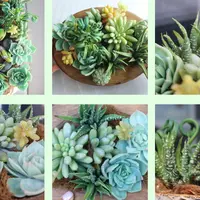 Суккуленты