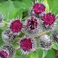 Скорая помощь на даче и в походе