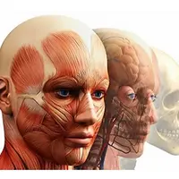 Анатомический ликбез