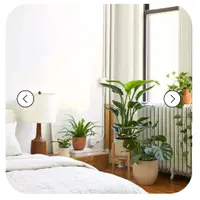 Комнатные растения в интерьере