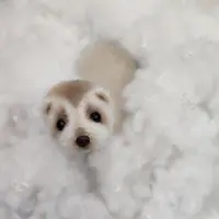 Хорек Темка