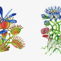 Современная ботаническая иллюстрация