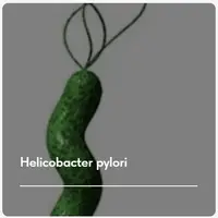 Лечебный протокол Helicobacter pylori