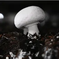 Грибы с грядки