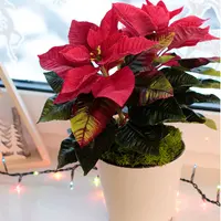 Пуансеттия