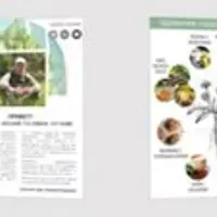 Деликатесы из одуванчиков