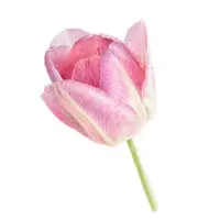 Ботанический альбом: Розовый тюльпан