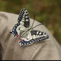 Брошь "Махаон"