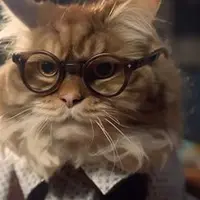 Как учатся кошки и как нам учить их