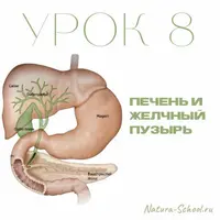 Печень и желчный пузырь
