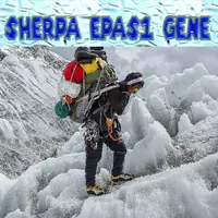 Ген шерпы EPAS1