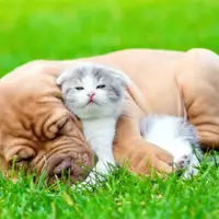 Травы для красоты и здоровья собак и кошек