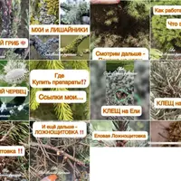 Болезни и вредители