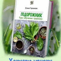 Подорожник