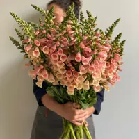 Как вырастить наперстянку