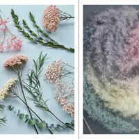 Стабилизация и окрашивание сухоцветов