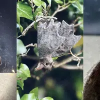 Вязаная спицами летучая мышь Bat