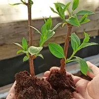 Размножение одревесневшими черенками