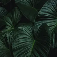 Jungle 2.0. Живопись маслом