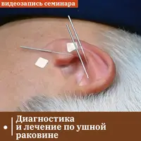 Диагностика и лечение по ушной раковине. Лечение зависимостей