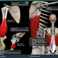 Базовая анатомия