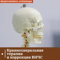Краниосакральная терапия и коррекция ВНЧС