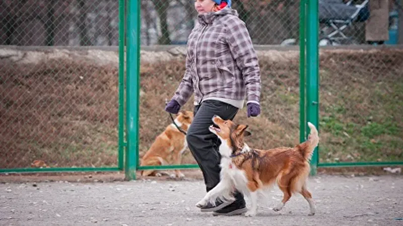 Подготовка к стартам с собакой