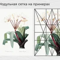 Композиция в живописи на основе модульной сетки с примерами из ботанической иллюстрации
