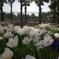 Тюльпаны в саду