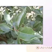 Эфирные масла и принципы блендинга