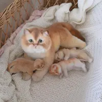 Cat Club. Все о кошках