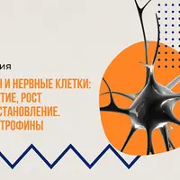 Нервы и нервные клетки: развитие, рост и восстановление. Нейротрофины