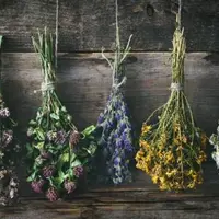 Справочник и вебинар по 24 растениям