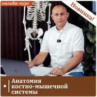 Анатомия костно-мышечной системы