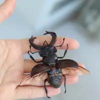 Жуки рогачи и усачи