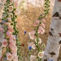 Чувство вкуса