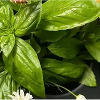 Мастер и Маргарита