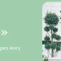 Курс йоги: Моё тело