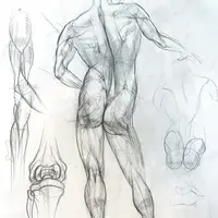 Основы анатомии