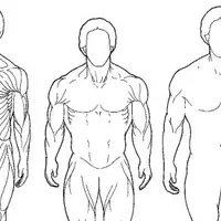 Конституциональная антропология