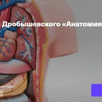 Анатомия человека. Лекция 3. Посткраниальный скелет