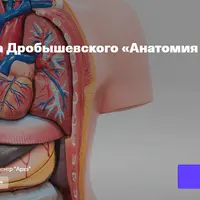 Анатомия человека. Лекция 6. Спланхнология: внутренние органы