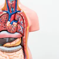 Анатомия человека. Лекция 8. Неврология: мозг